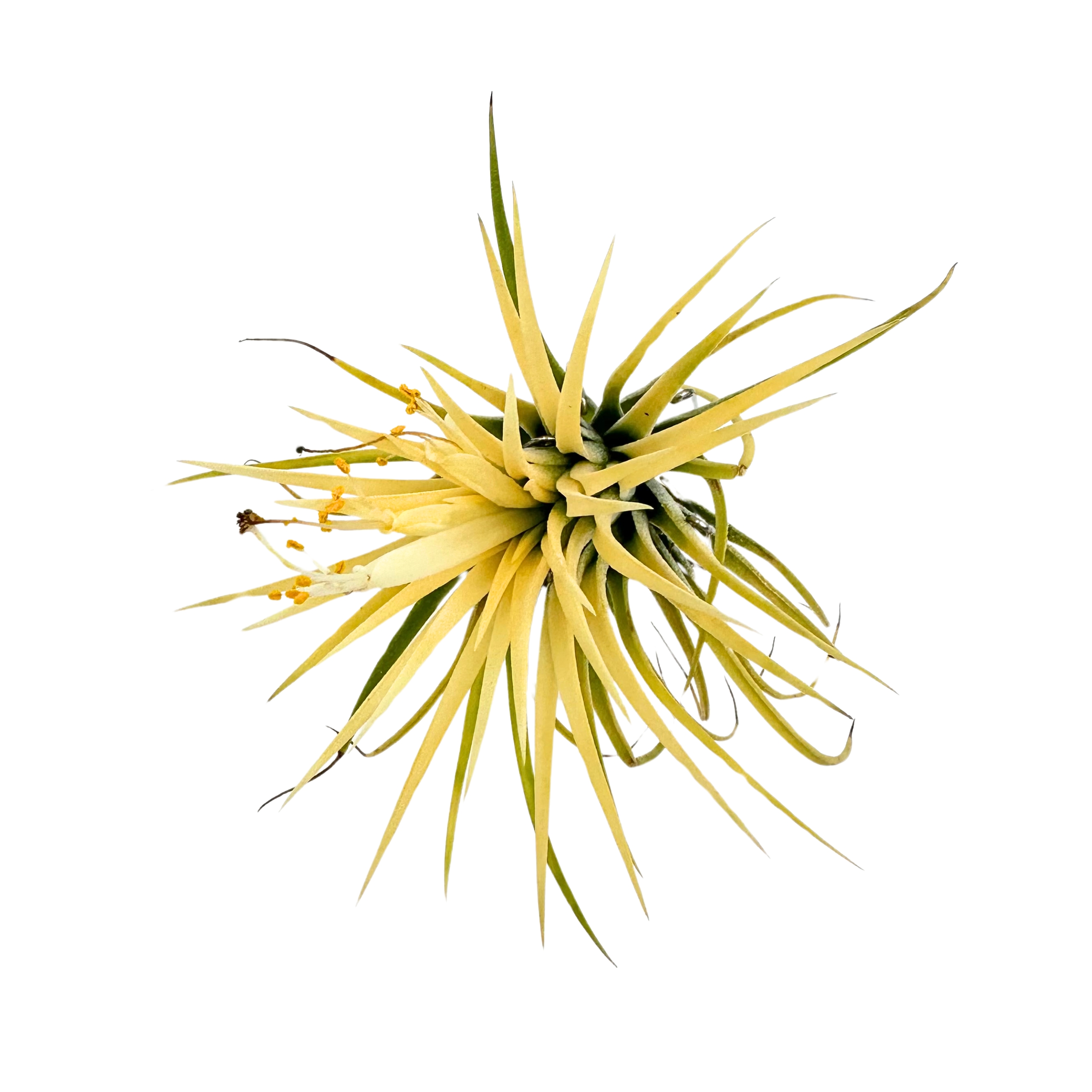 Tillandsia ionantha var. druid Oplątwa - Żywa Roślina do Terrarium