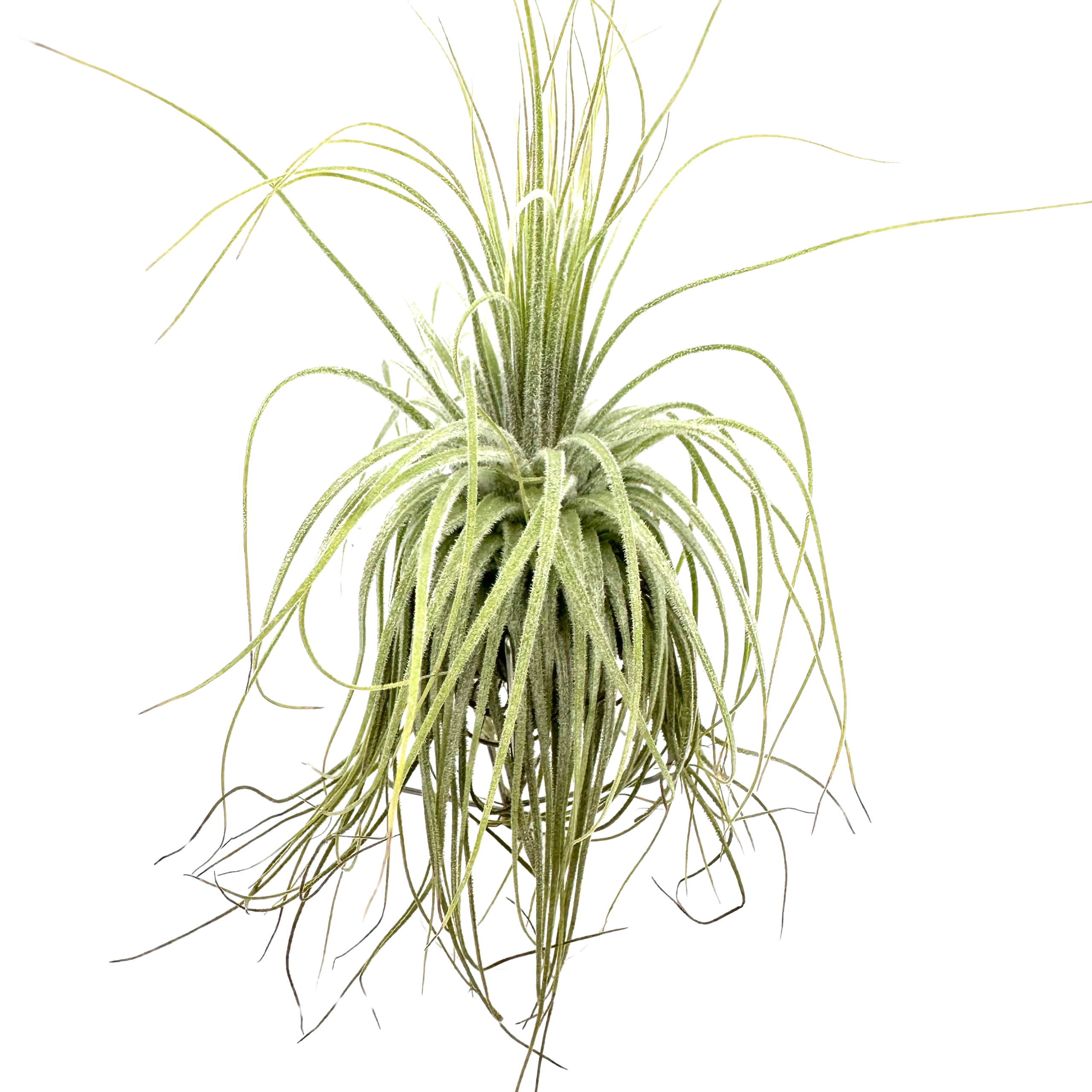 Tillandsia magnusiana Oplątwa - Żywa Roślina do Terrarium - Sklep