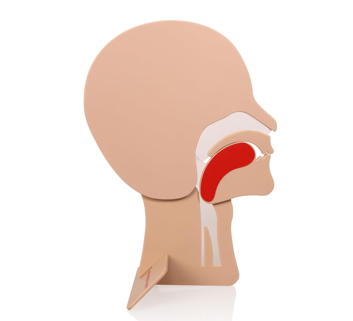 Model dróg oddechowych 2 szt.  moduł głowy do ćwiczeń RKO XFT-E0002