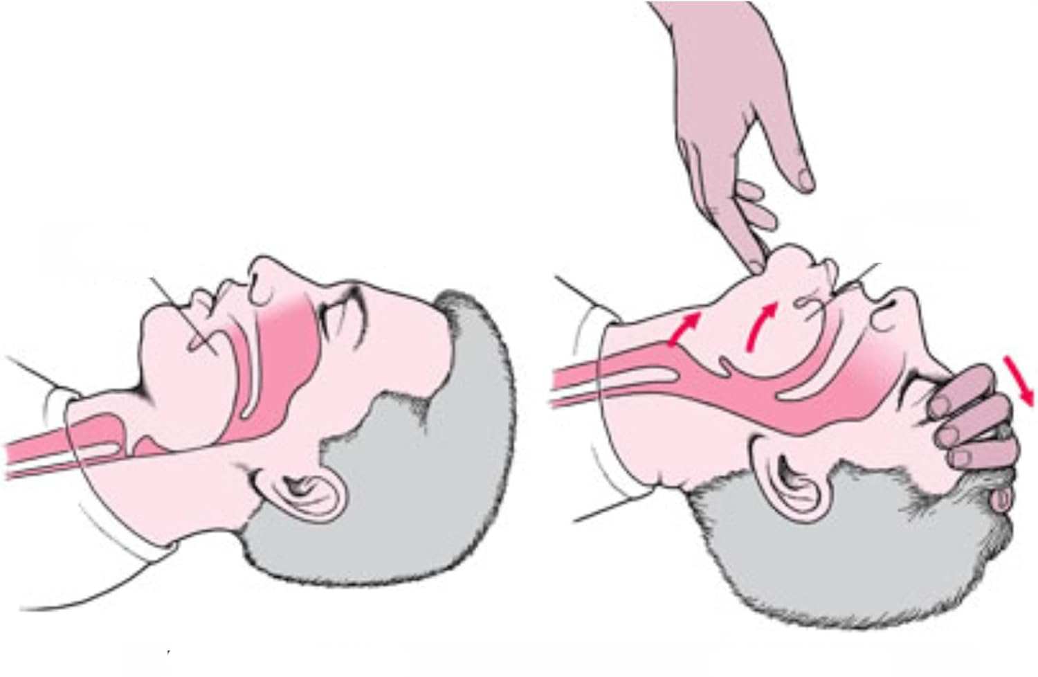 Model dróg oddechowych 2 szt.  moduł głowy do ćwiczeń RKO XFT-E0002