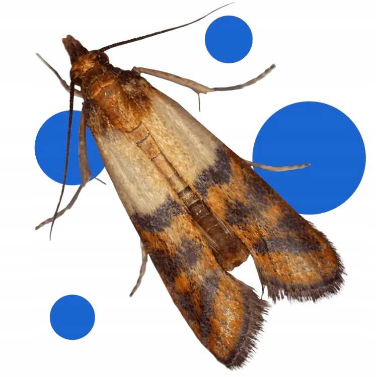 bros - pułapka na mole spożywcze max - na samce i samice - 1 szt.