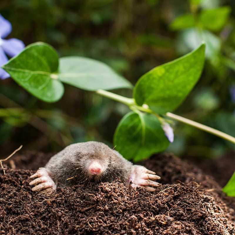 bros - karbid granulowany 500g