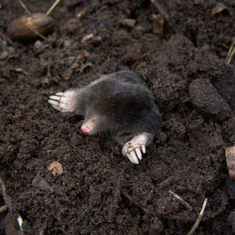 bros - sonic - odstrasza krety