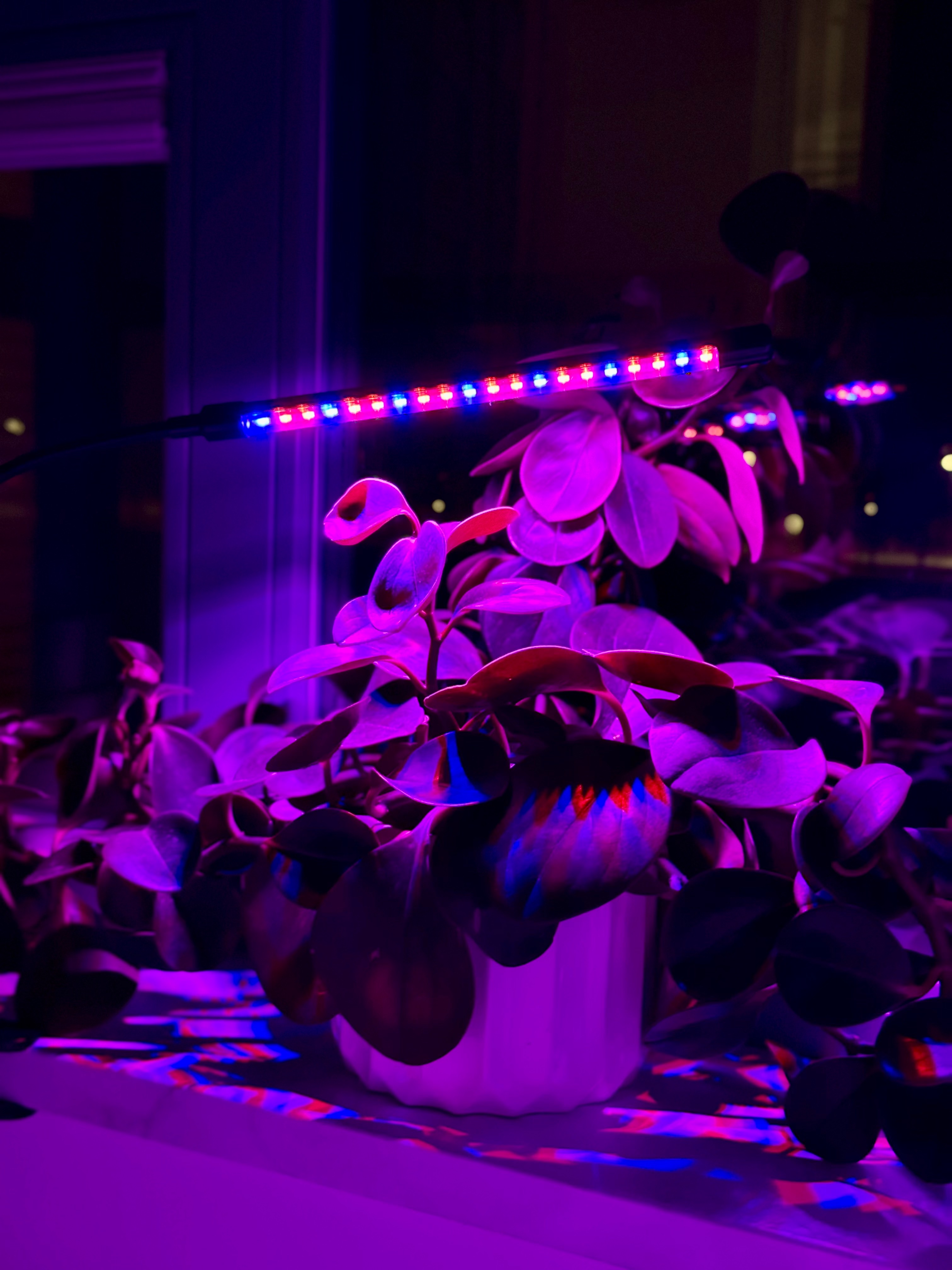 lampa led do wzrostu roślin 20 diod timer 9 w uprawa roślin do domu