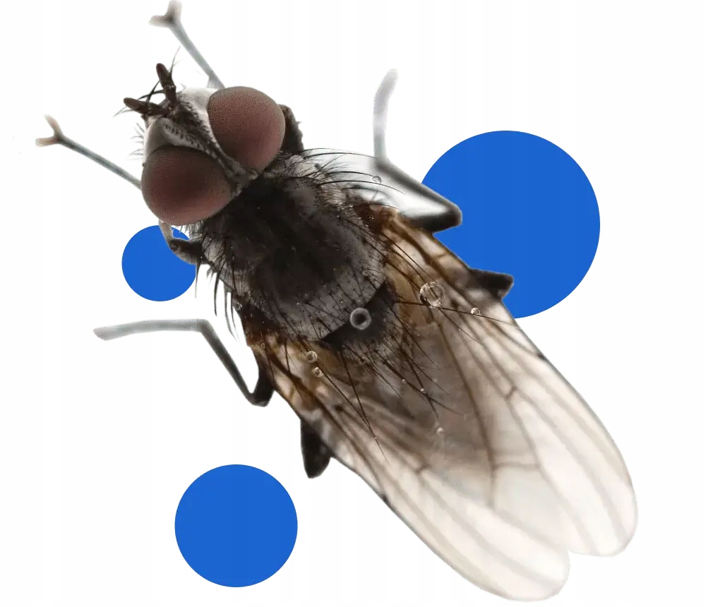 bros - spray na meszki 90ml