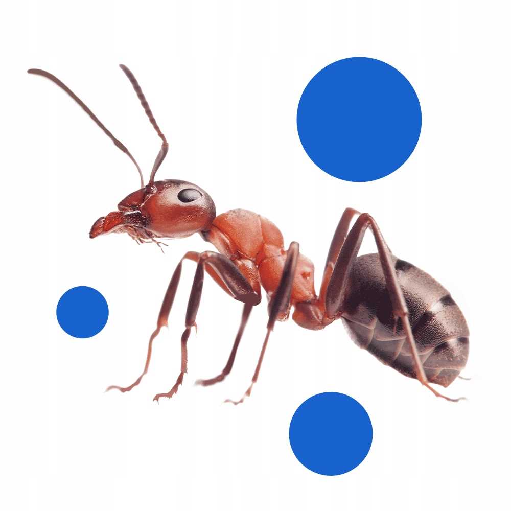 bros - proszek na mrówki 250g