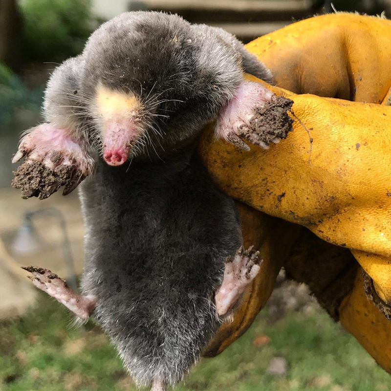 bros - sonic - odstrasza krety