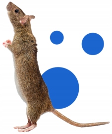 bros - pudełko z lepem na myszy