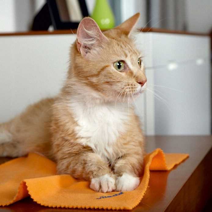 ściereczka do kurzu vileda z mikrofibry 1 szt.