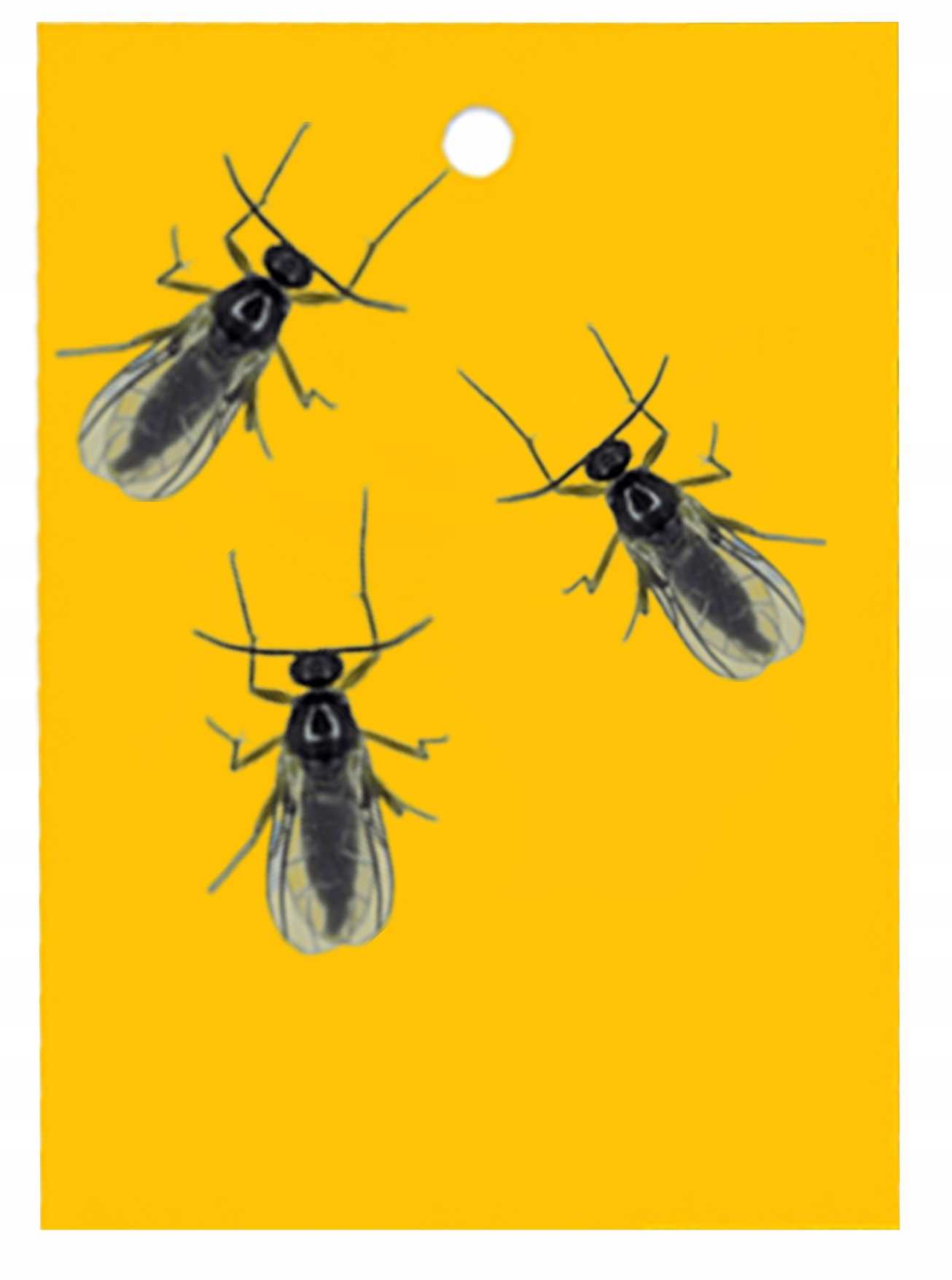 bros - lep do doniczek żółty 10szt