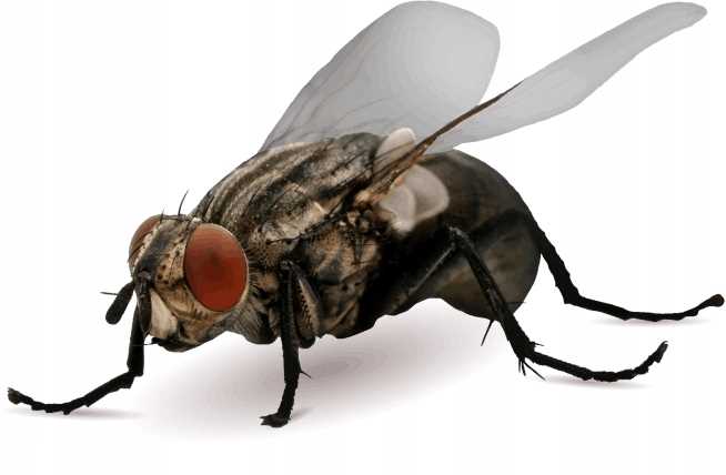 bros - muchospray 250ml