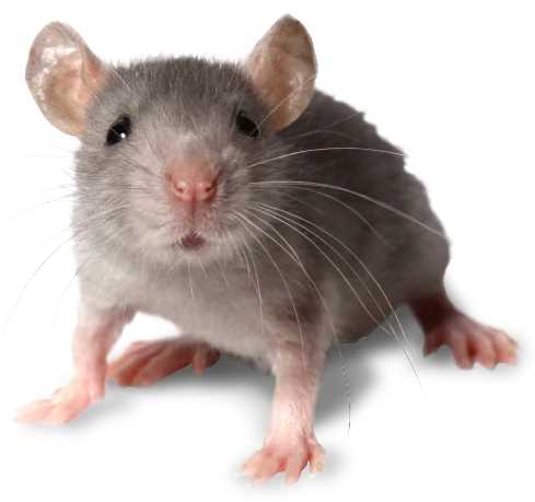 bros - lep na myszy i szczury - 1 szt.