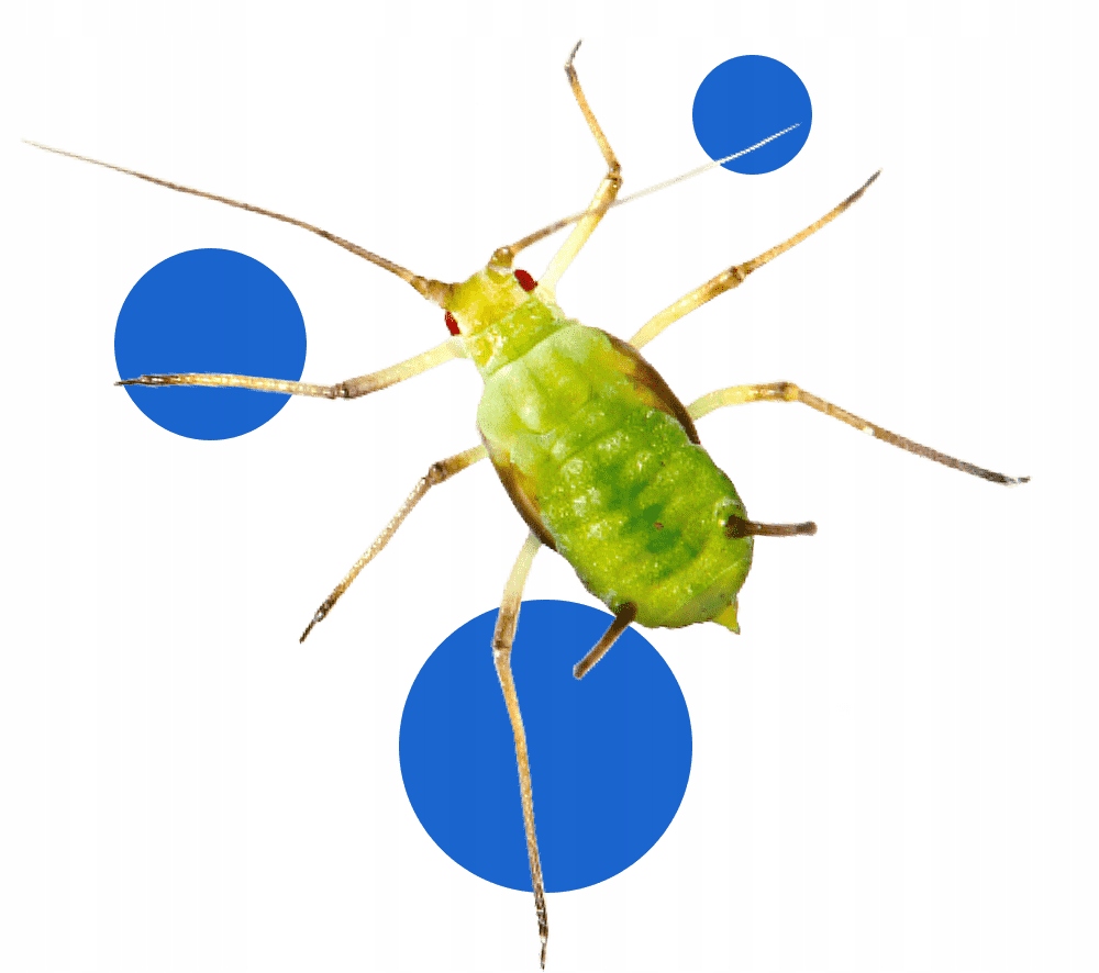 bros - parcan ae zwalcza mszyce spray 250ml