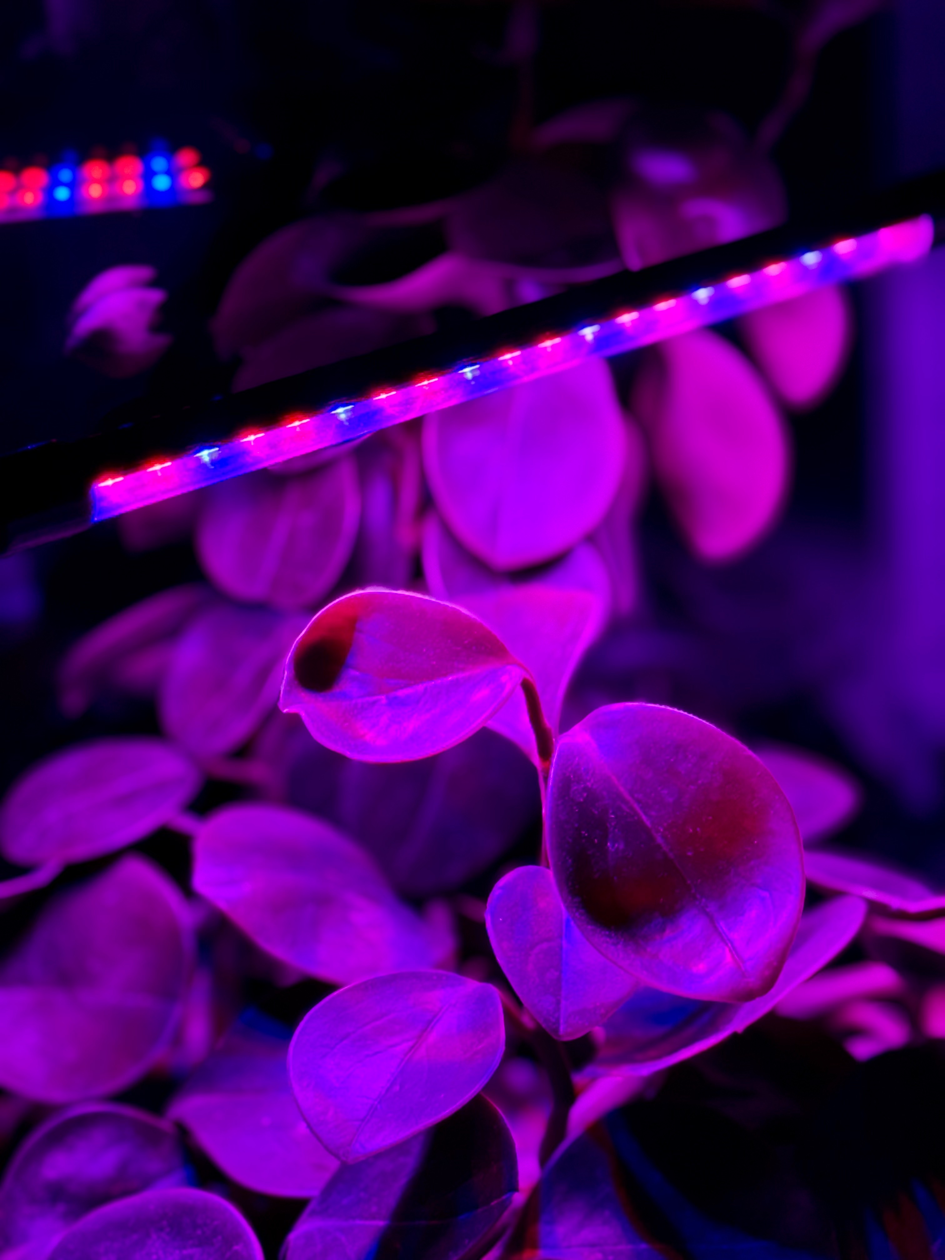 lampa led do wzrostu roślin 20 diod timer 9 w uprawa roślin do domu