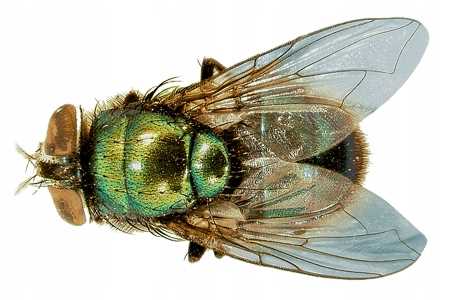 bros - lep okrągły na muchy - 10 szt.