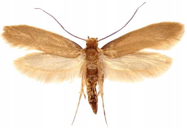 bros - zielona moc płyn na mole spożywcze 500ml