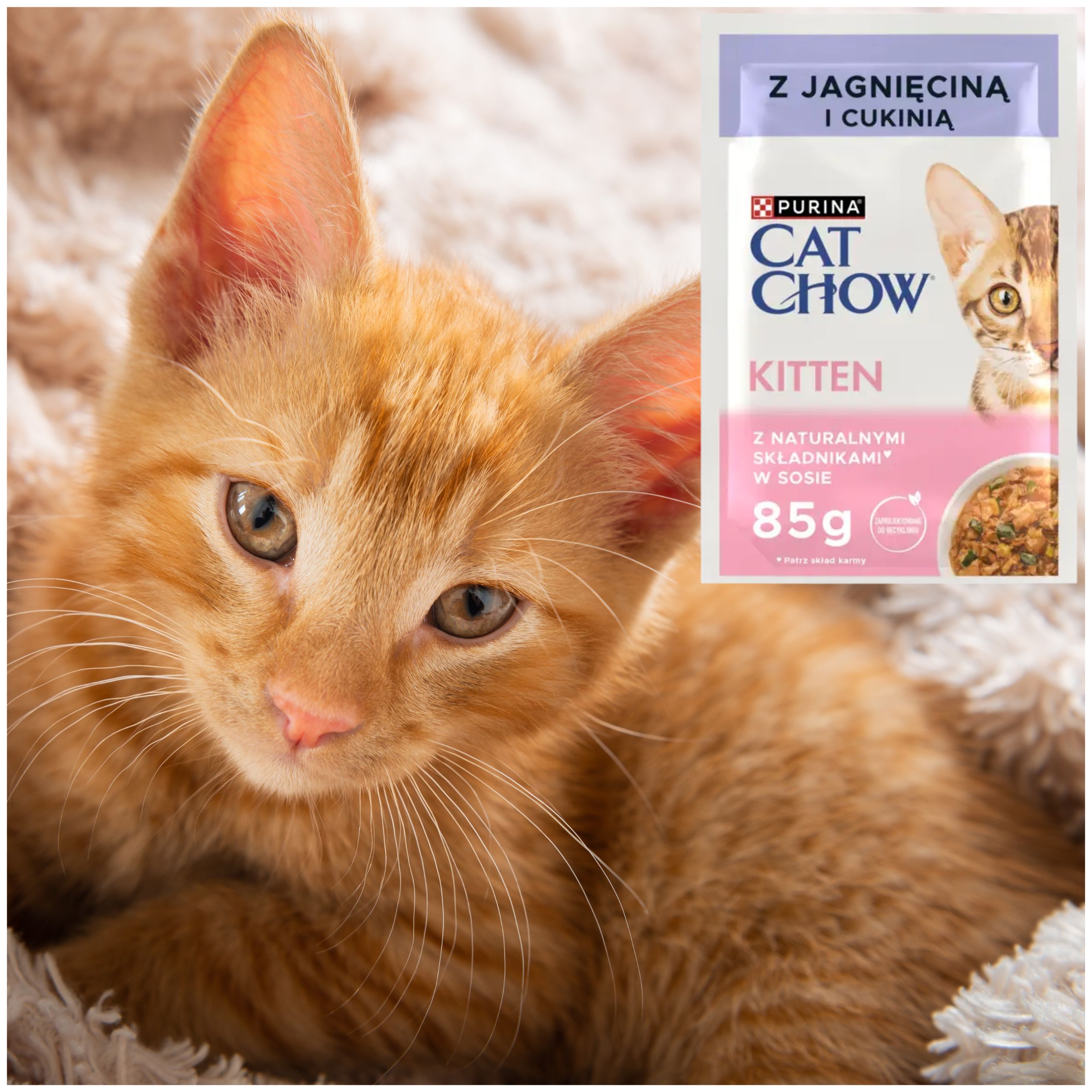 karma mokra dla kociąt purina cat chow kitten jagnięcina z cukinią 85 g