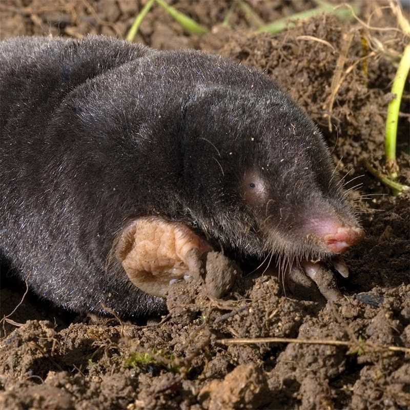 bros - karbid granulowany 1kg