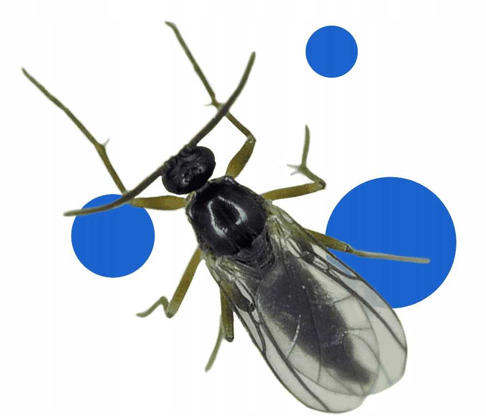 bros - lep do doniczek żółty 10szt