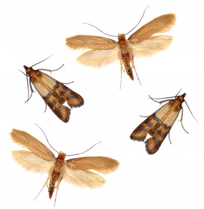 bros - na mole spożywcze 1szt