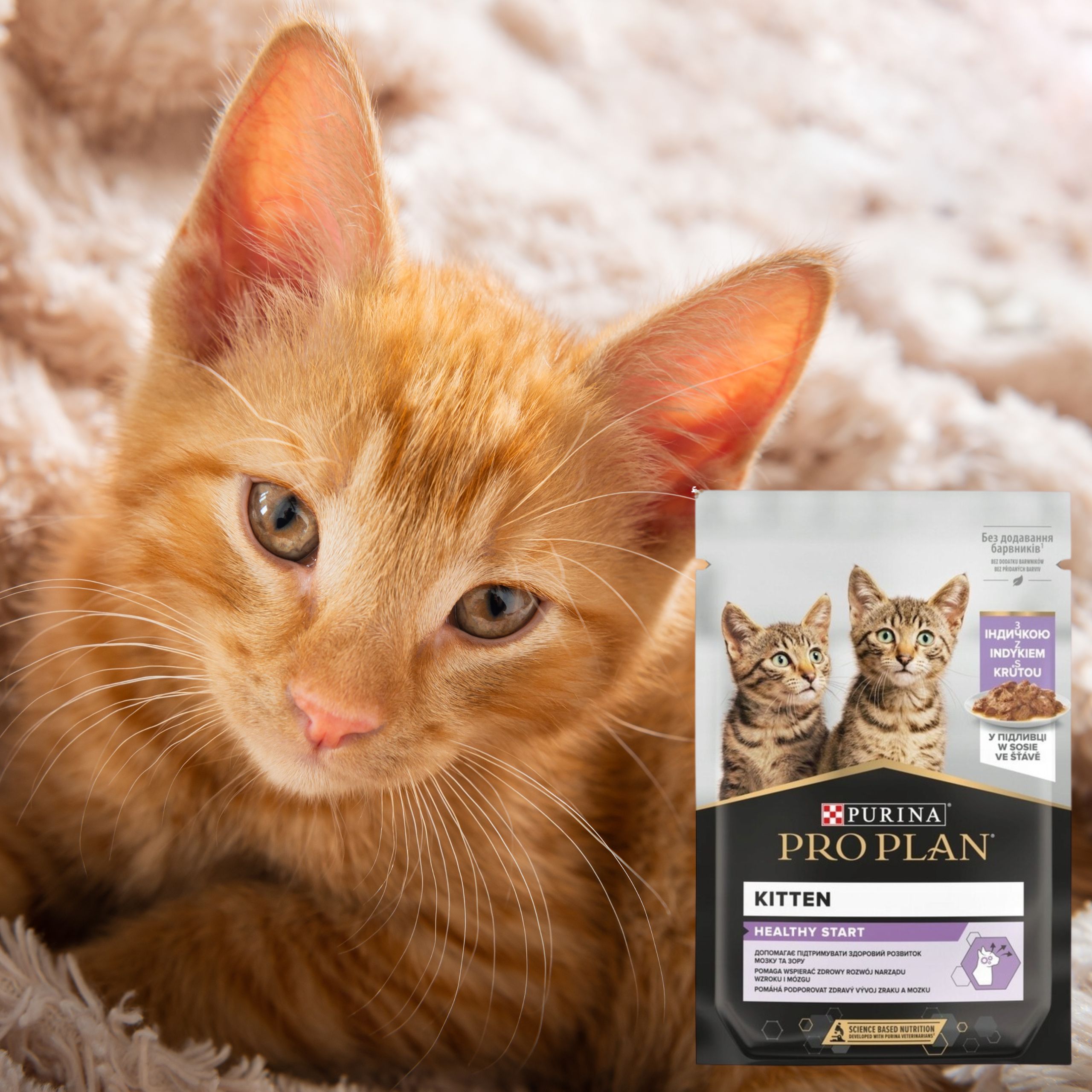 karma mokra dla kociąt pro plan kitten indyk w sosie 85 g z prebiotykiem