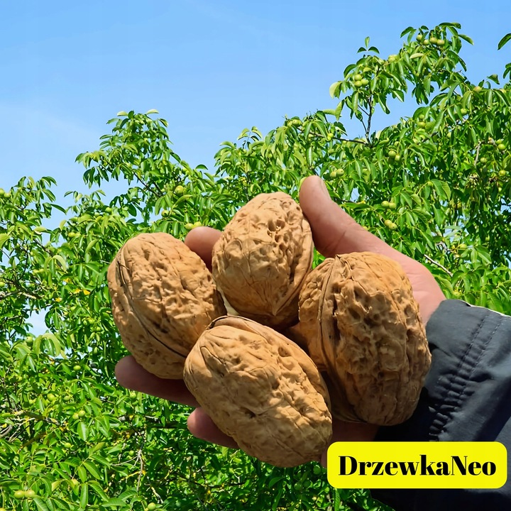 orzech włoski JACEK 190cm. Nie oszczędzaj. Inwestuj w dobre