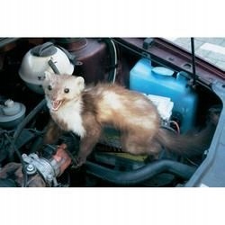 Odstraszacz kun i gryzoni od samochodu Kemo M100N