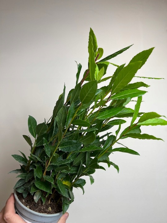 Liść laurowy przyprawa do kuchnii dodatek do zup