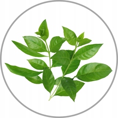 Maska do włosów farbowanych ciemnych i na skórę głowy, Wax Arabica 480ml