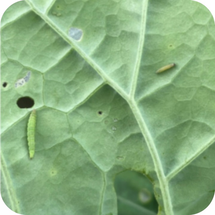 ŚRODEK PREPARAT NA MSZYCE CYPERKILL MAX 500 EC 250ML OWADOBÓJCZY DO