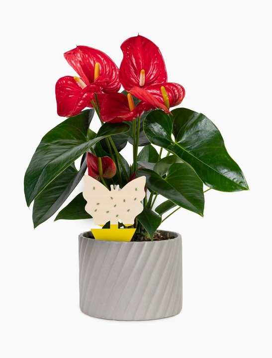 KLEISTE ARKUSZE LEP NA MSZYCE WCIORNIASTKI MĄCZNIAKI MUCHY INNE SZKODNIKI