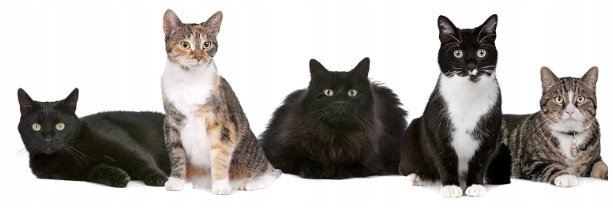 Obroża na pchły i kleszcze dla kota w wieku 8 miesięcy 32 CM