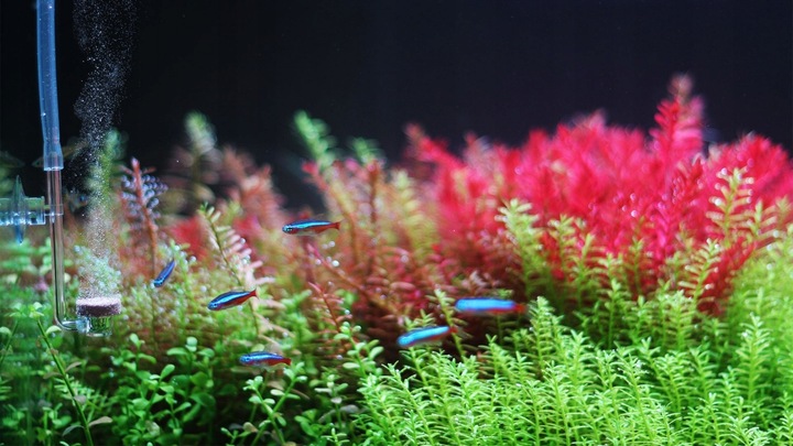 Twinstar CO2 diffuser L