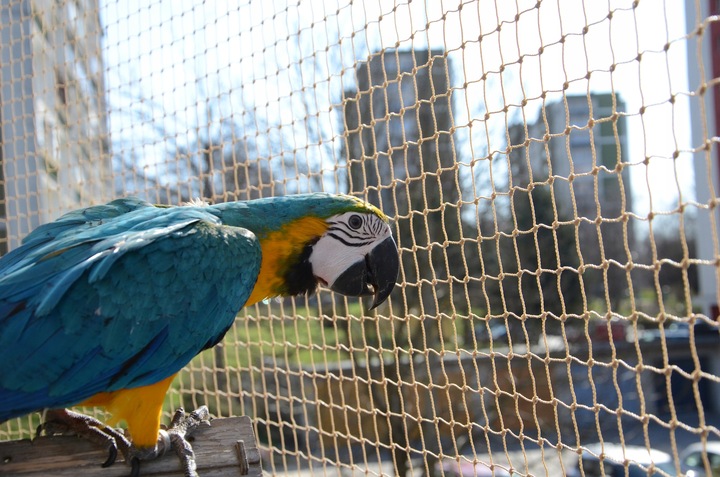 ZESTAW SIATKA NA BALKON 4x3m Z DRUCIKIEM PREMIUM DLA KOTA BEZ WIERCENIA