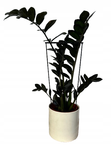 Podpora Roślin Kwiatów Obejma Pierścieniowa Obręcz Podpórka RING 2w1XL