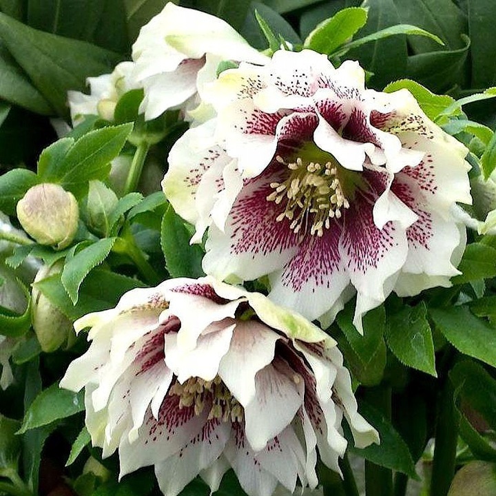 CIEMIERNIK DOUBLE ELLEN WHITE SPOTTED - NAKRAPIANY, SADZONKA P11/1 LITR