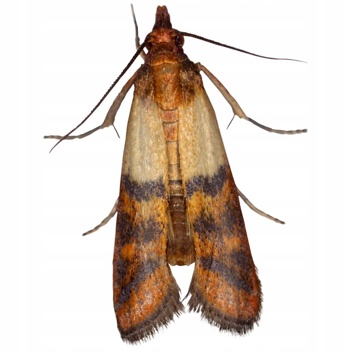 BROS Zielona Moc Pułapka na mole spożywcze i odzieżowe 2w1 10 SZTUK