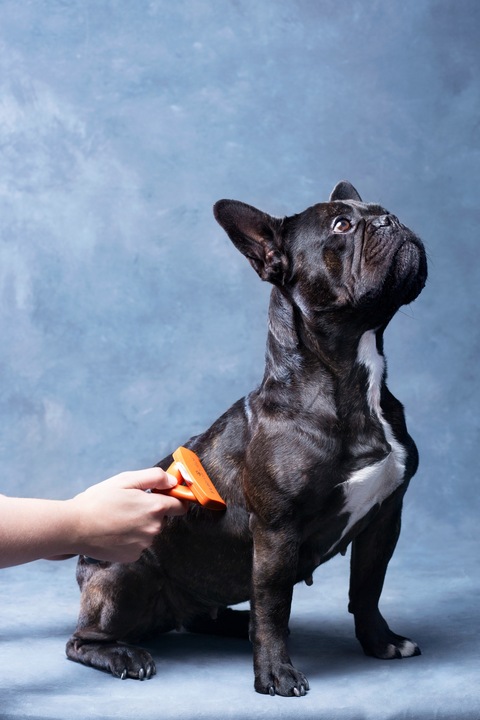 FURminator dla psów średnich sierść krótka M