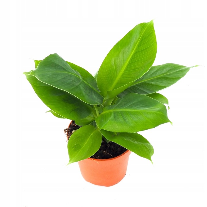 Musa Dwarf 'Cavendish' Bananowiec - EGZOTYCZNY BANAN W DOMU - Duże Liście