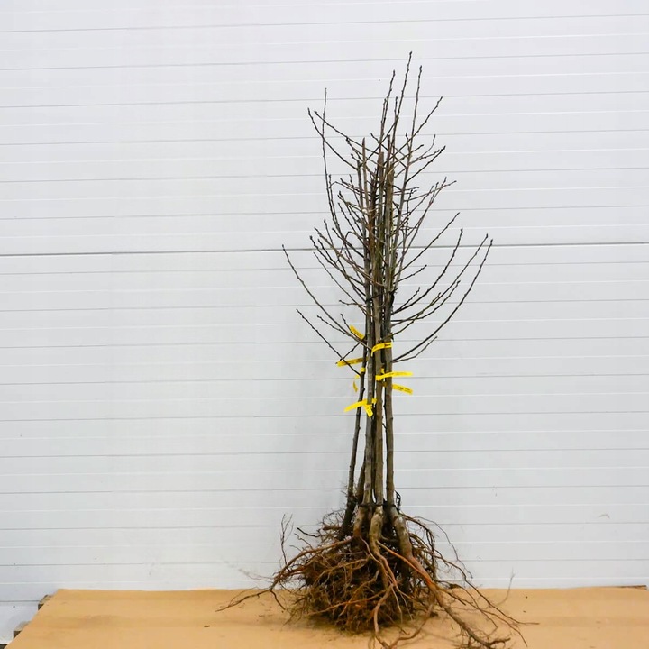 SADZONKI DRZEWKA OWOCOWE ŚLIWA WĘGIERKA DĄBROWICKA STARA POLSKA