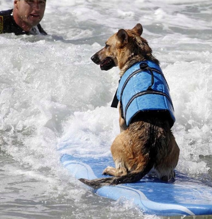 KAMIZELKA RATUNKOWA DLA PSA do WODY KAPOK do PŁYWANIA ODBLASK NIEBIESKA r S