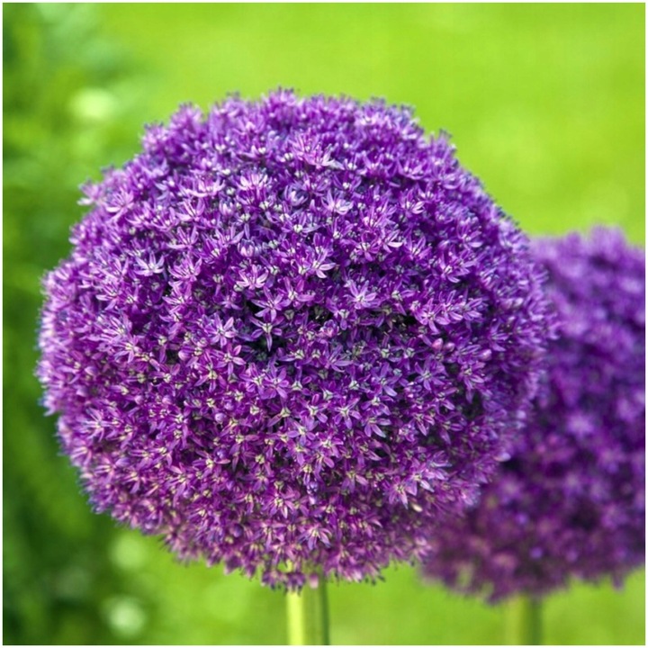 CZOSNEK ozdobny OLBRZYMI cebulki FIOLETOWY GLADIATOR 5 szt. + GRATIS