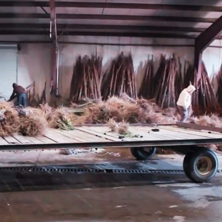 CZEREŚNIA KORDIA Ceniona za bardzo duże owoce o czarnym kolorze, max