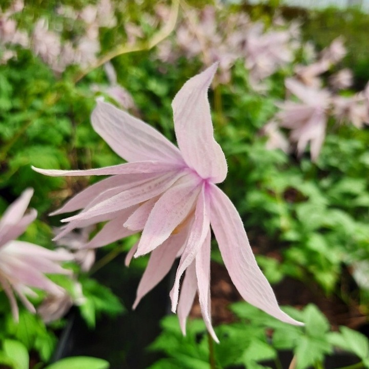 Clematis botaniczny MARKHAM'S PINK POWOJNIK najobficiej kwitnie 1L