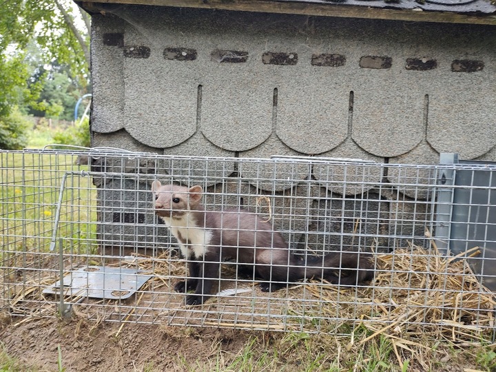 ŻYWOŁAPKA PUŁAPKA NA KUNY SZCZURY ŁASICE NORKI TCHÓRZE ŁASKI ŁAPKA