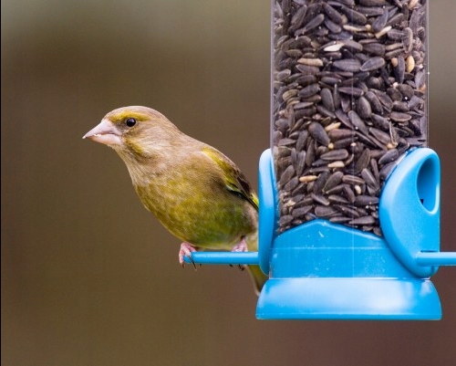 Słonecznik Czarny Karma Ziarno pokarm Dla dzikich Ptaków Gołębi 20KG