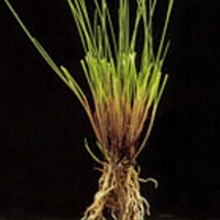 Trawa Mieszanka Traw SŁONECZNY OGRÓD tereny suche słoneczne 10KG Nasiona