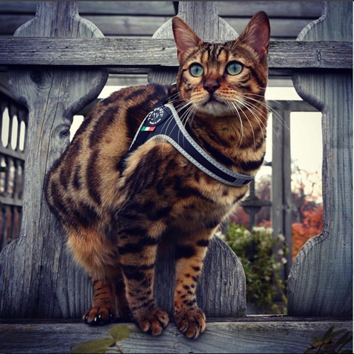 SZELKI dużego kota 38-48cm do 6kg Brytyjski TRE PONTI czarne Z ODBLASKAMI