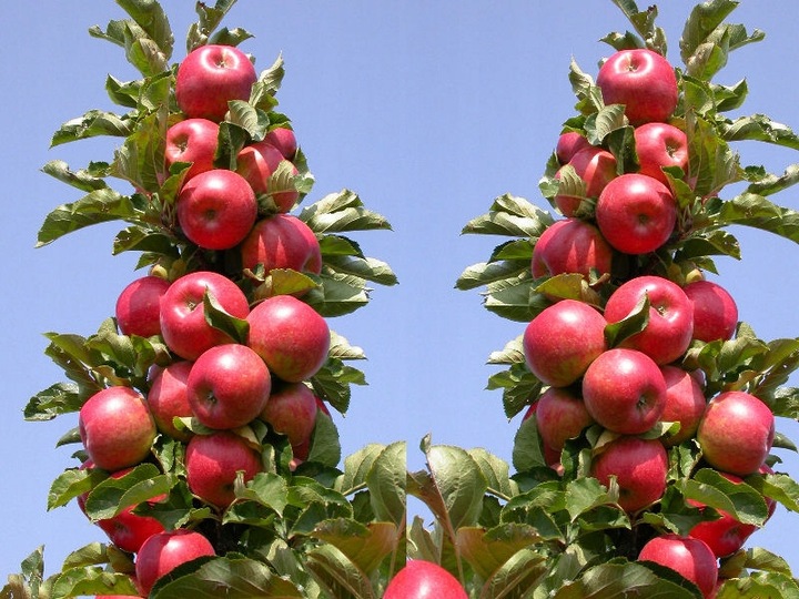 JABŁOŃ GRUSZA CZEREŚNIA WIŚNIA BRZOSKWINIA MORELA KOLUMNOWE PAKIET 6