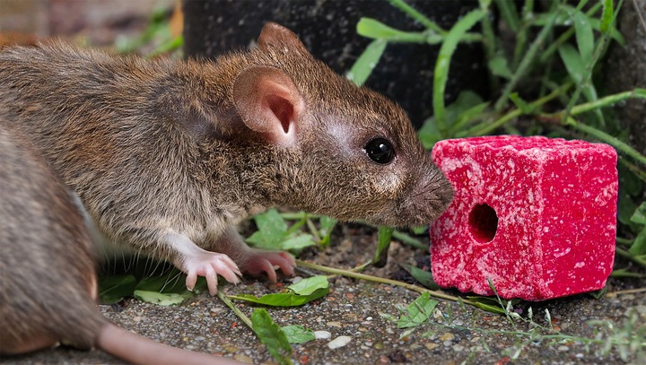 SILNA TRUTKA NA MYSZY I SZCZURY MURIBROM KOSTKA WOSKOWA BROMADIOLON